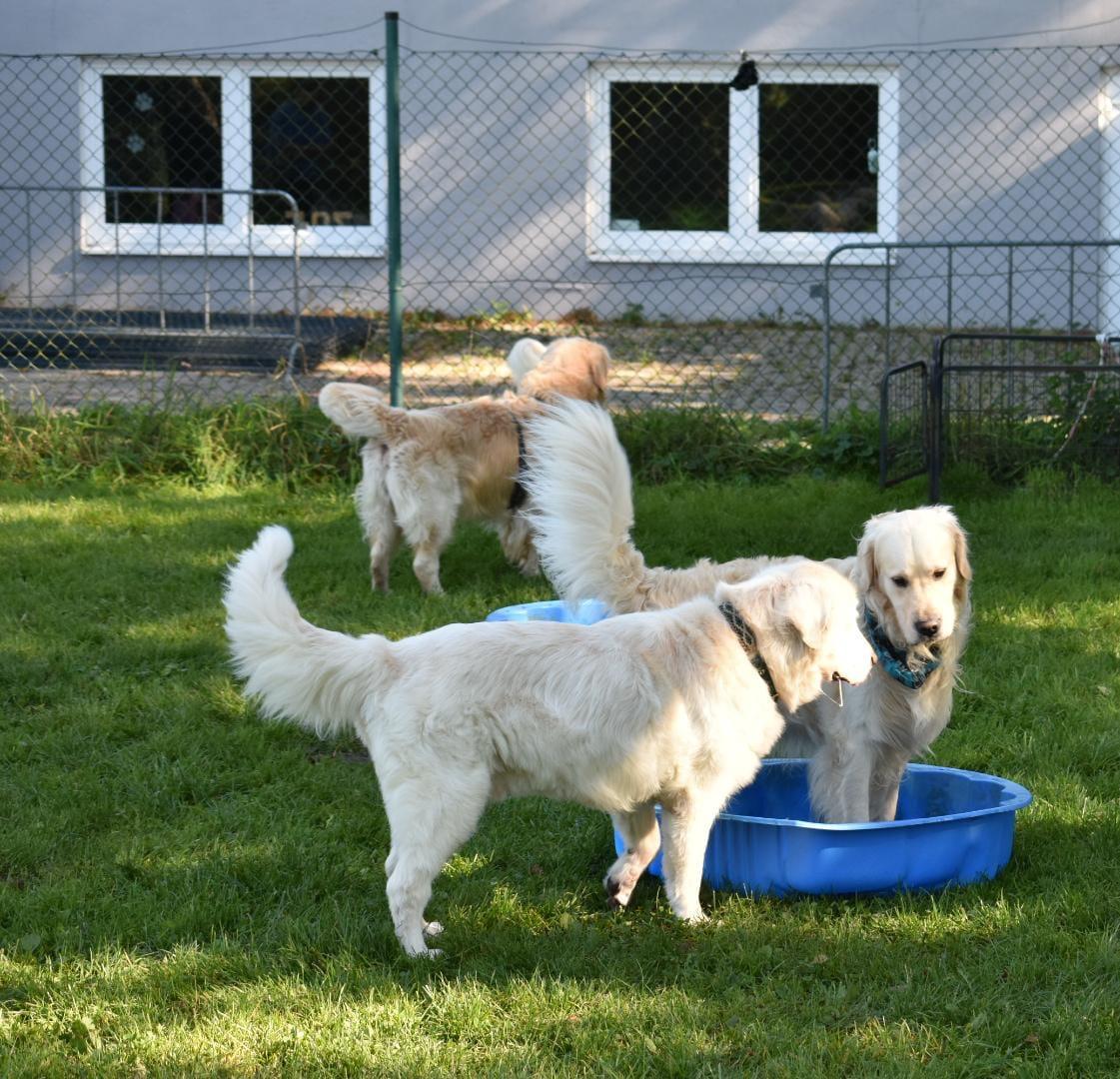 Golden-Retriever-Bremen