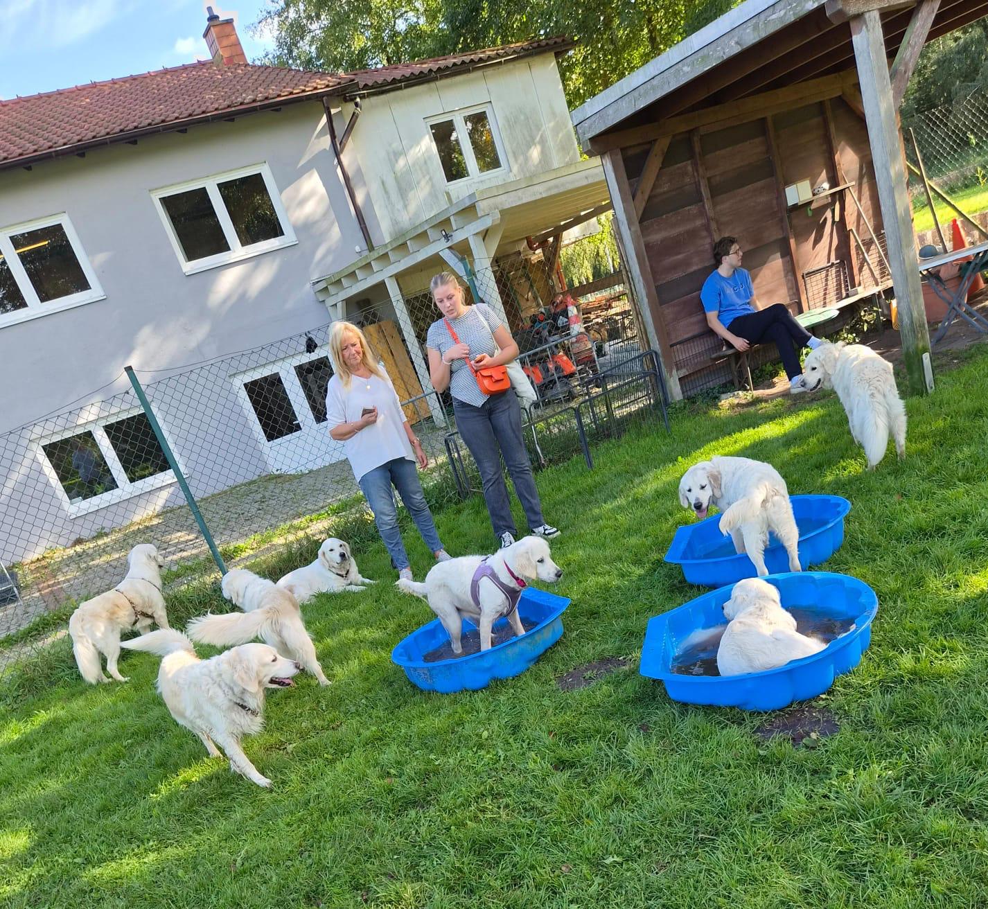 Golden-Retriever-Bremen