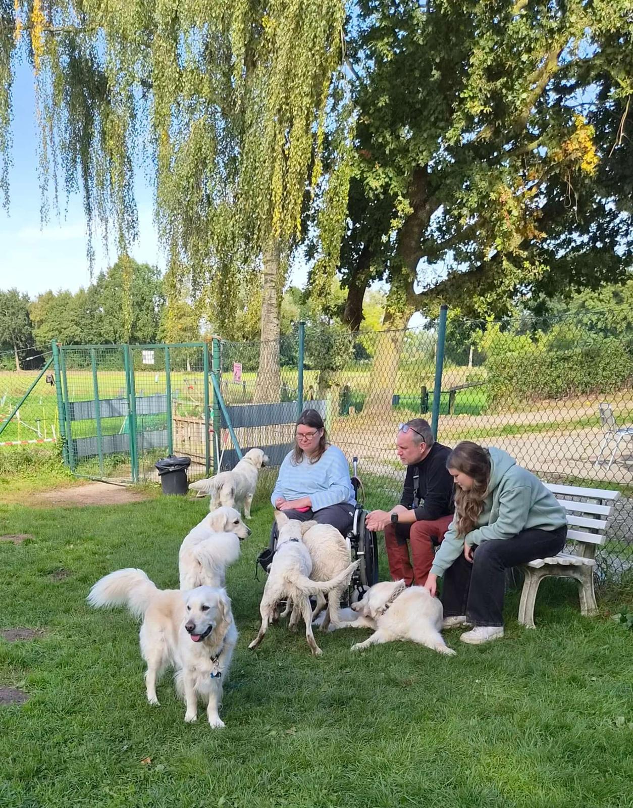 Golden-Retriever-Bremen
