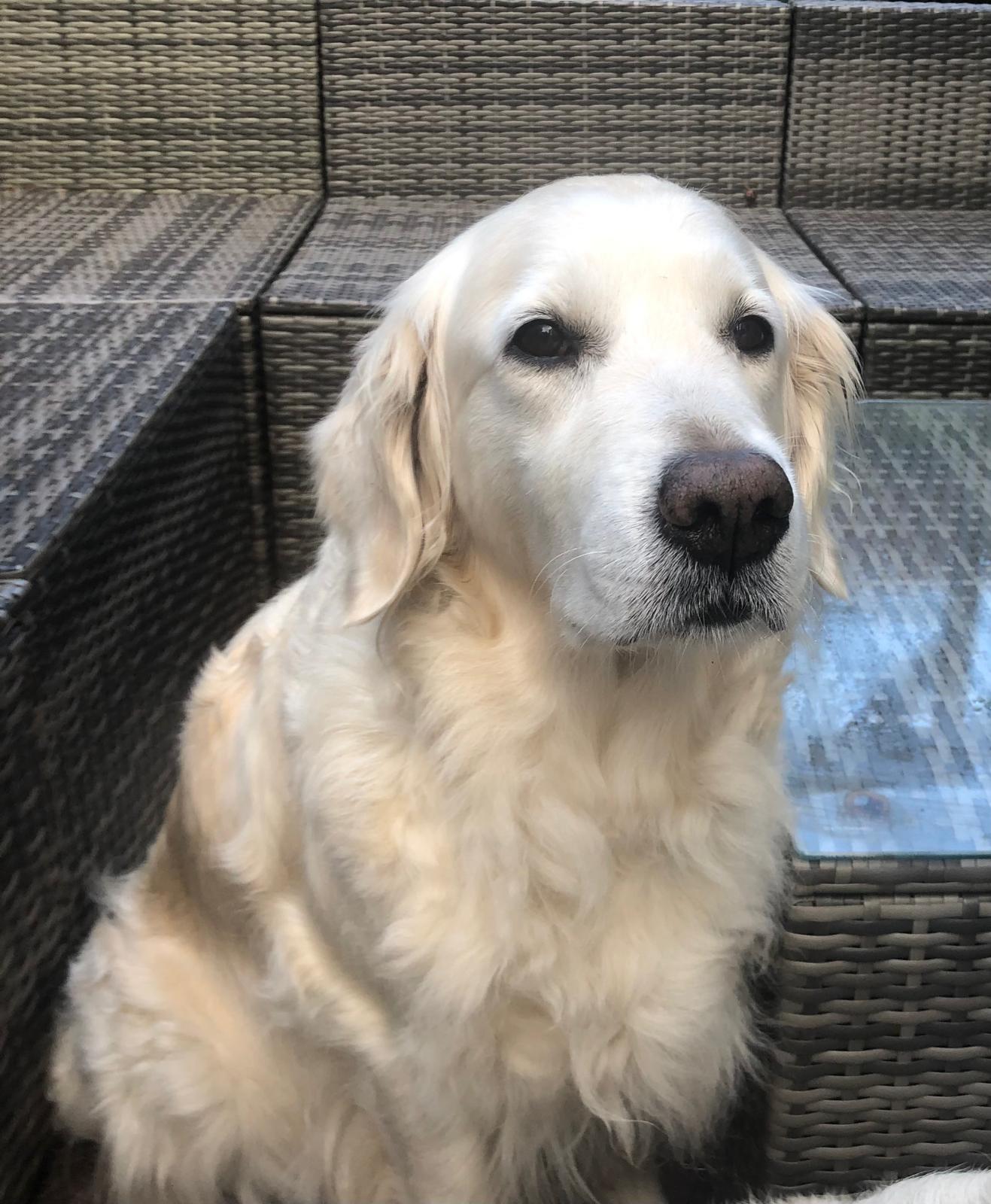 Golden-Retriever-Bremen