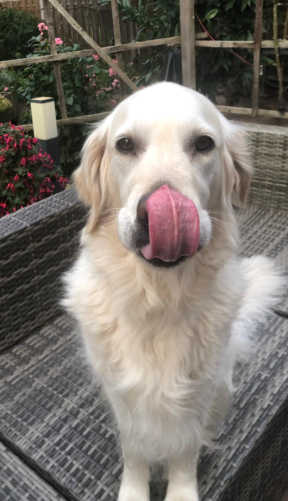 Golden-Retriever-Bremen