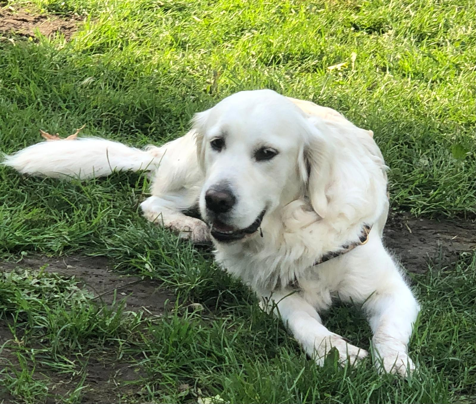 Golden-Retriever-Bremen