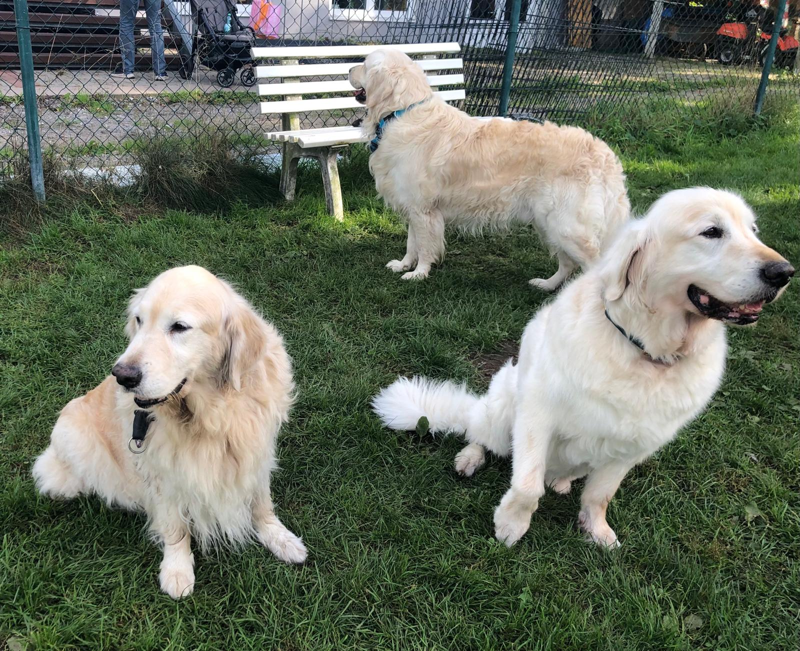 Golden-Retriever-Bremen