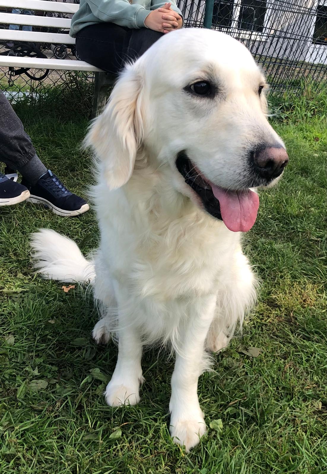 Golden-Retriever-Bremen