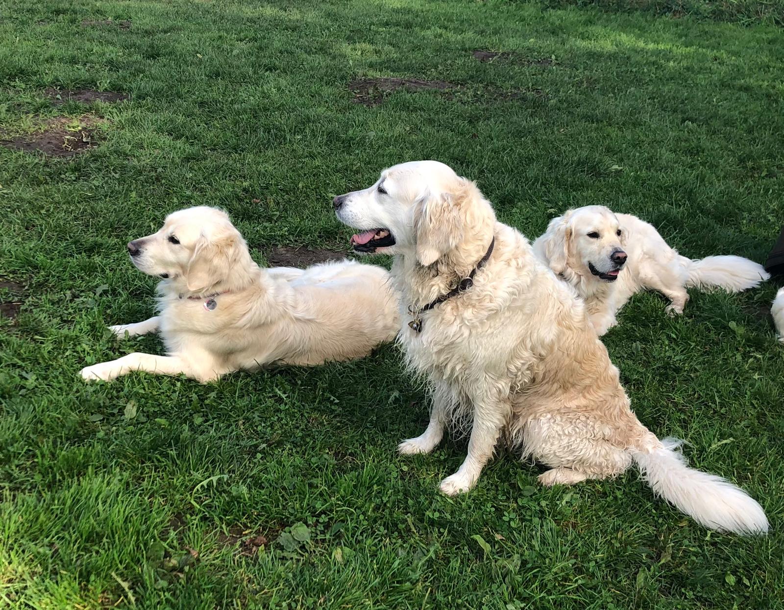 Golden-Retriever-Bremen