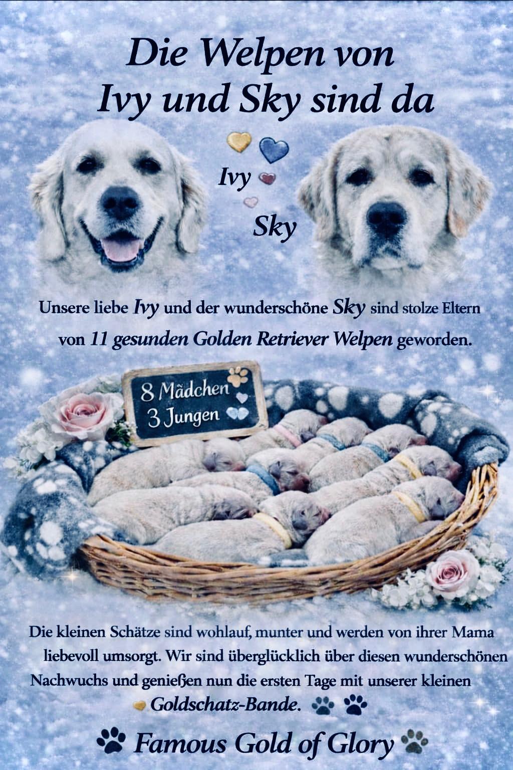 Golden-Retriever-Bremen