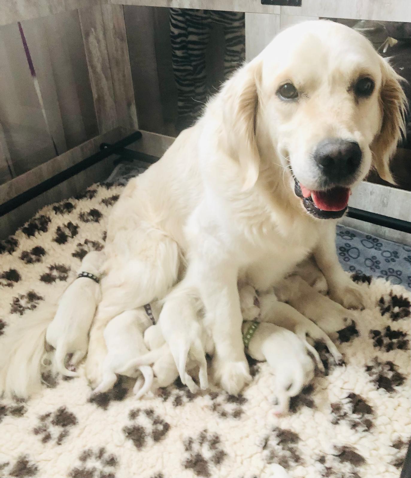 Golden-Retriever-Bremen