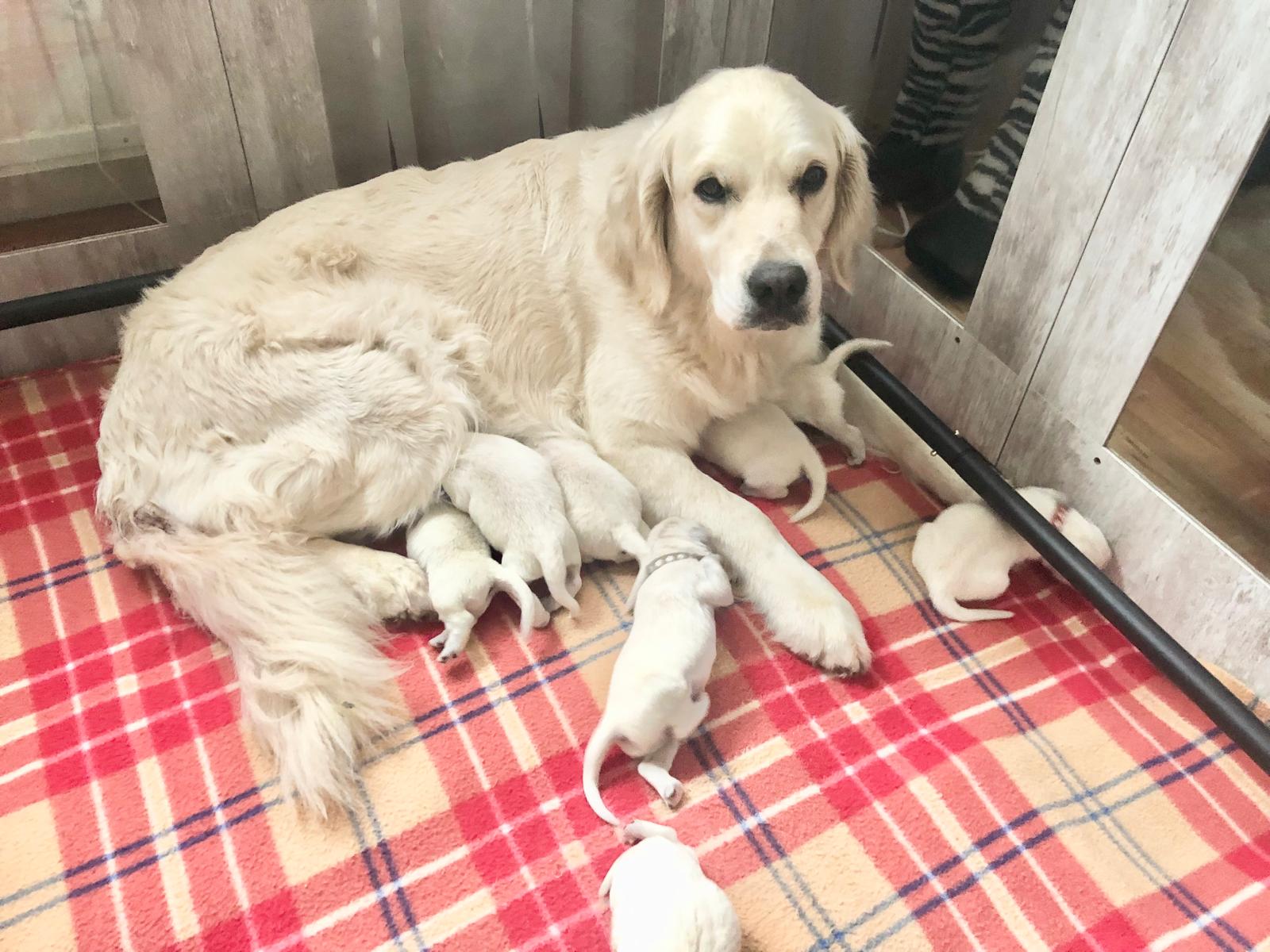 Golden-Retriever-Bremen