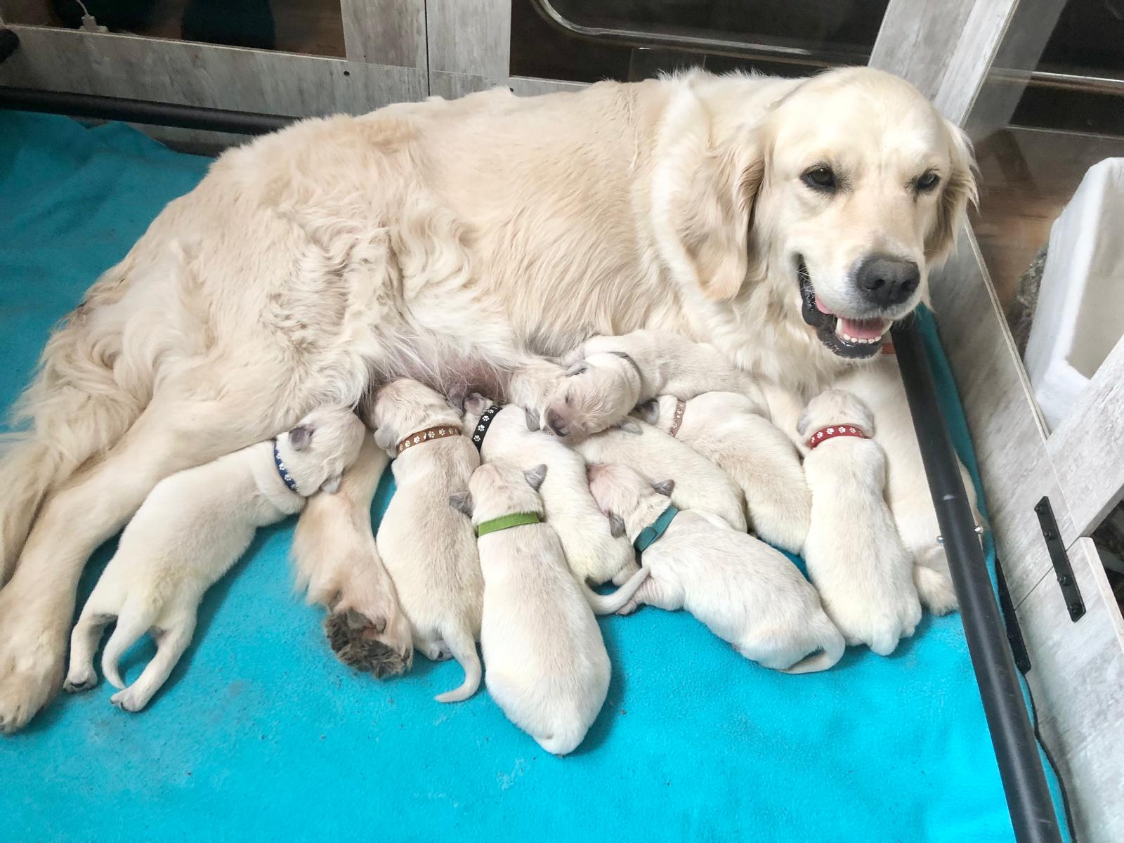Golden-Retriever-Bremen