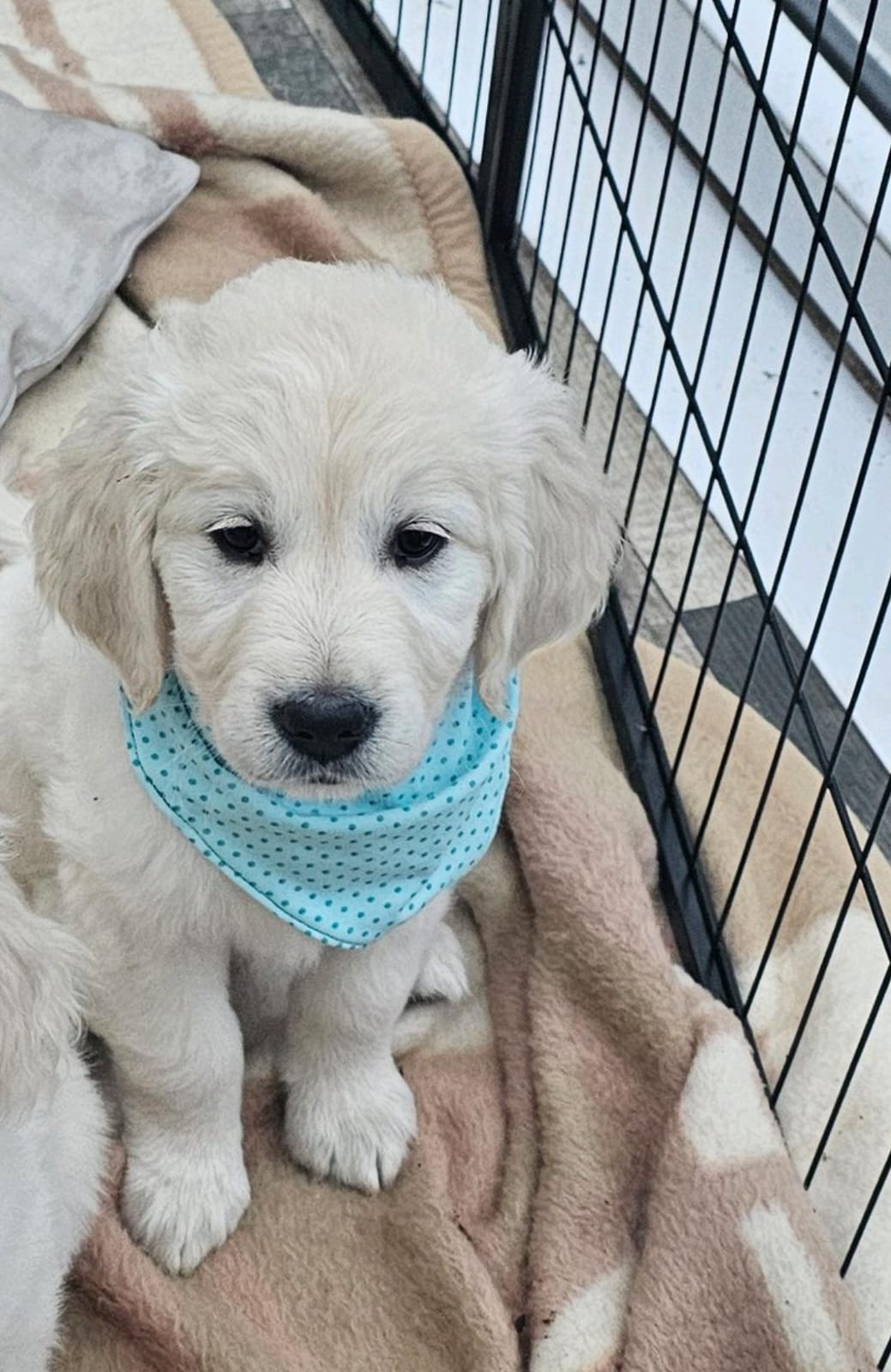 Golden-Retriever-Bremen