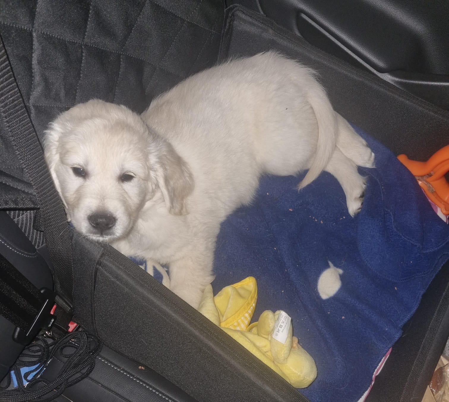 Golden-Retriever-Bremen