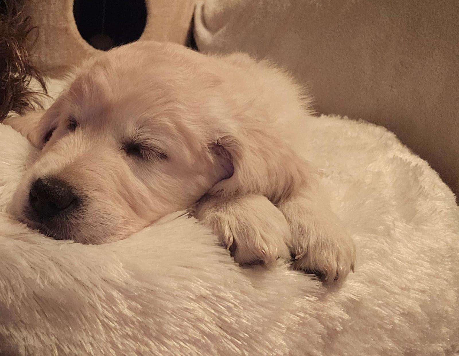 Golden-Retriever-Bremen