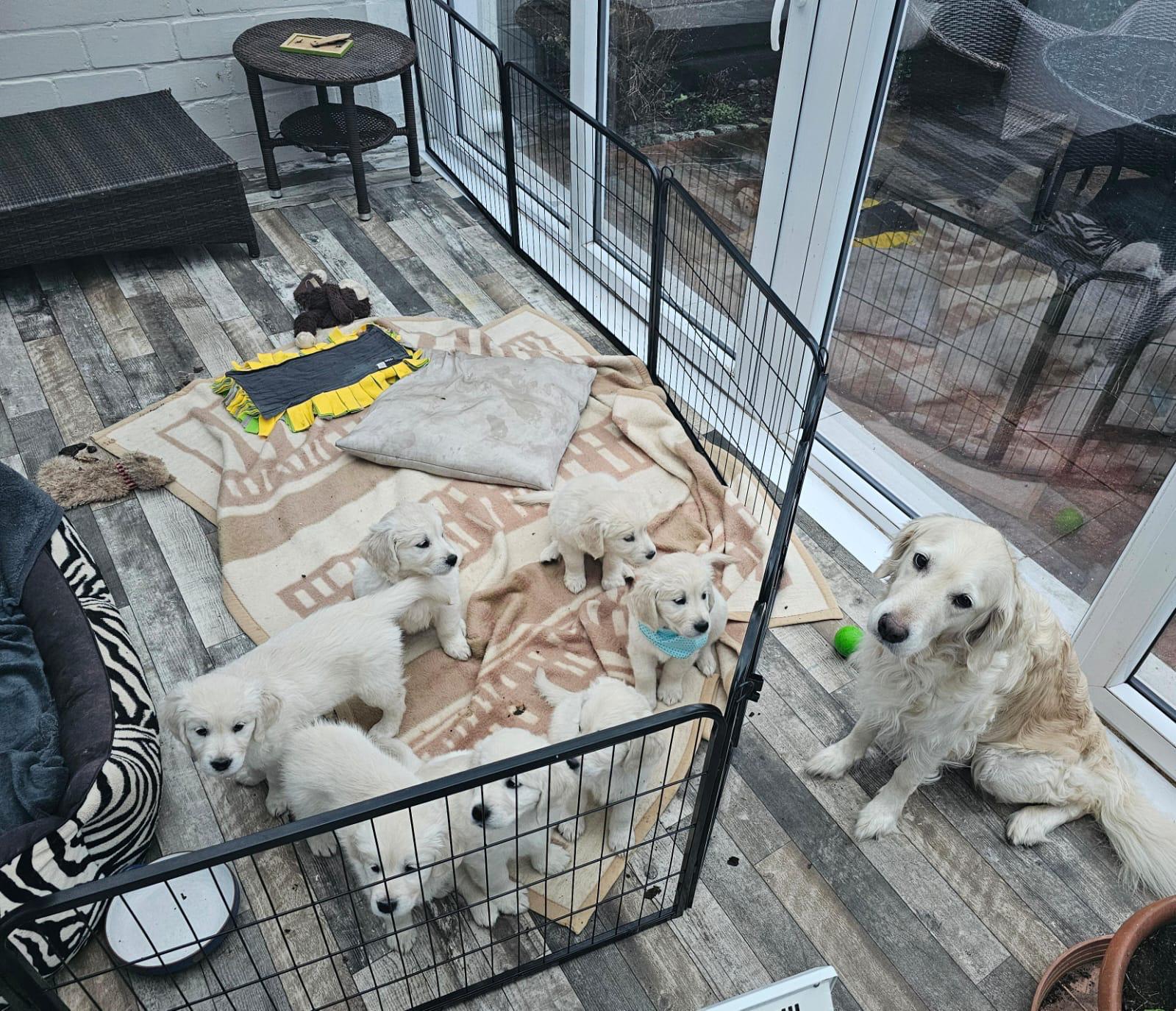 Golden-Retriever-Bremen