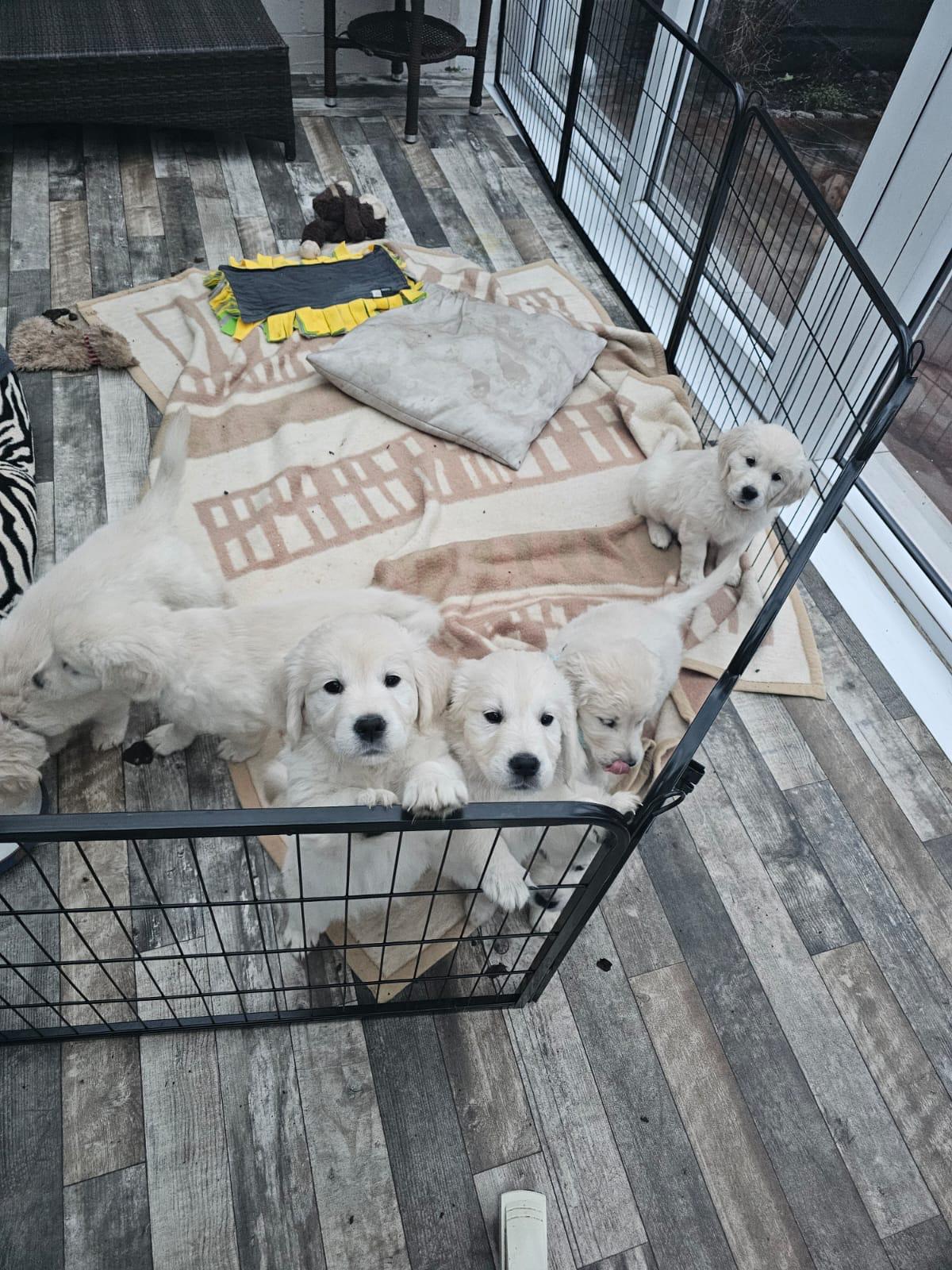 Golden-Retriever-Bremen