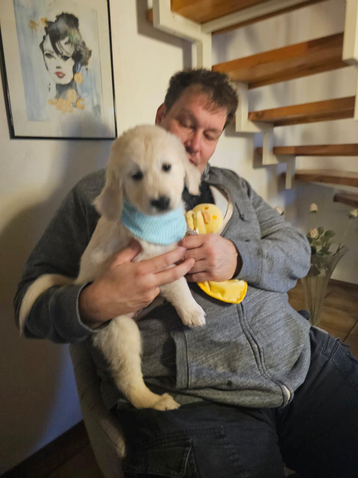 Golden-Retriever-Bremen