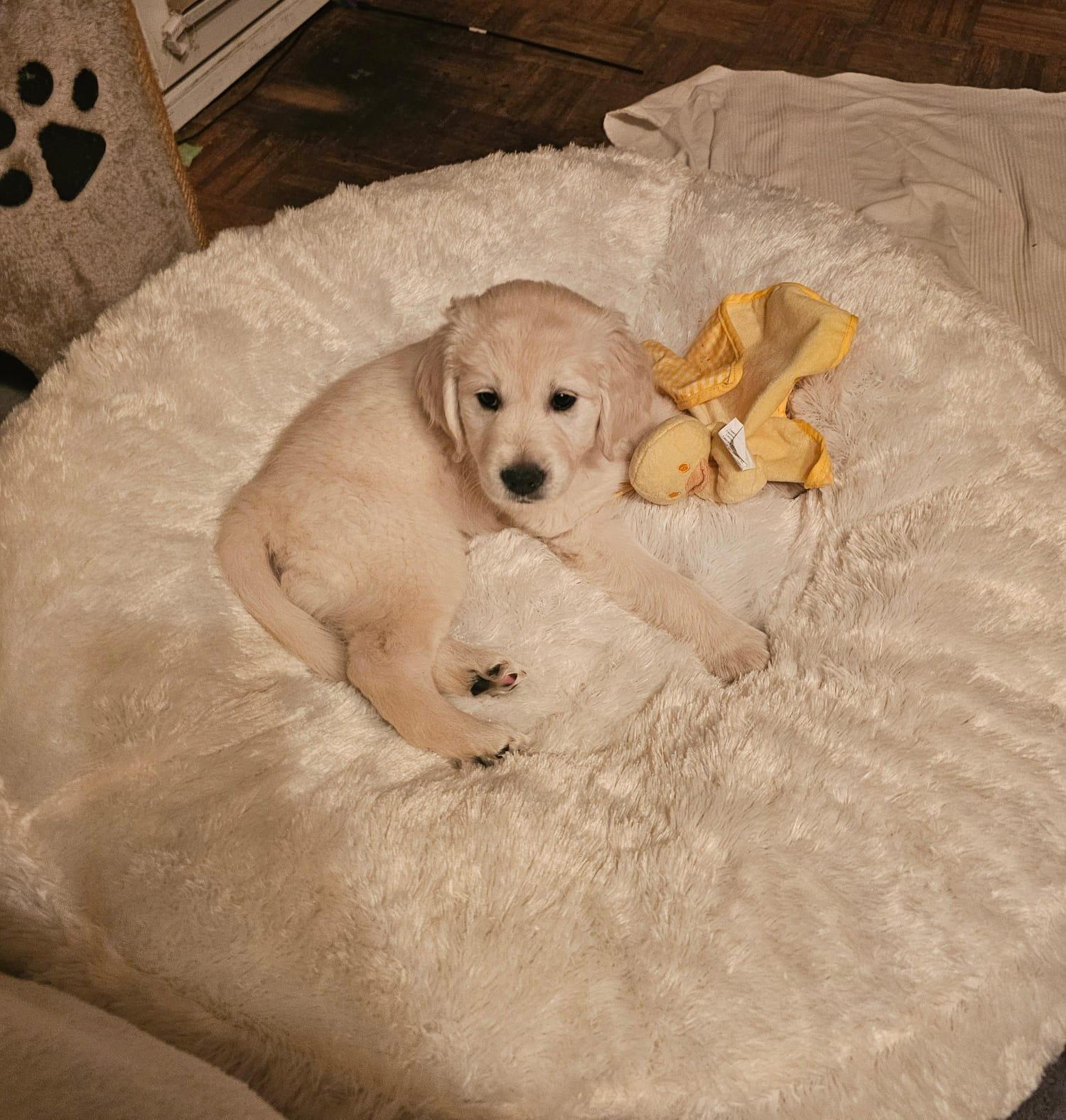 Golden-Retriever-Bremen