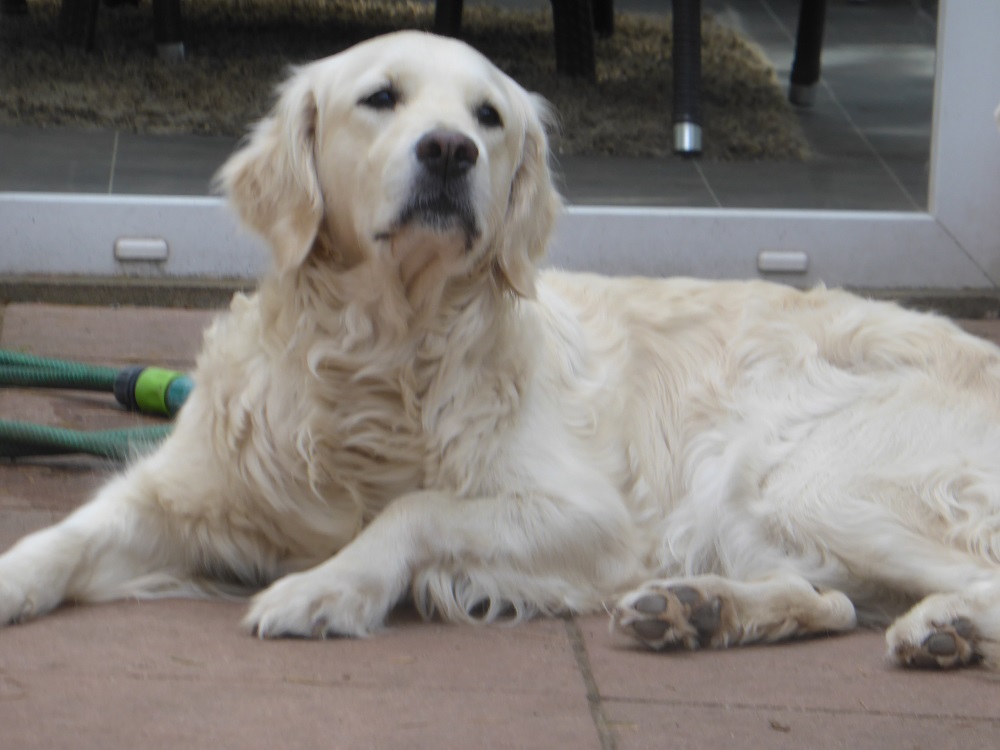 Golden-Retriever "Famous Golden Daphne of Glory" aus Bremen