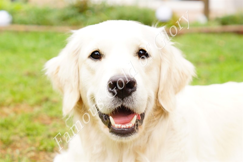 Golden-Retriever "Famous Golden Daphne of Glory" aus Bremen