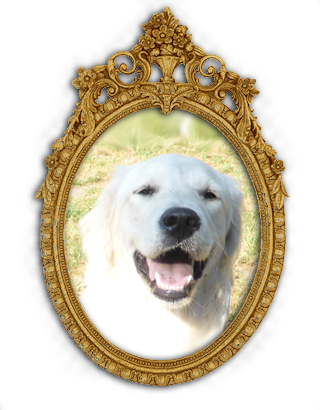 Golden-Retriever "Famous Golden Daphne of Glory" aus Bremen
